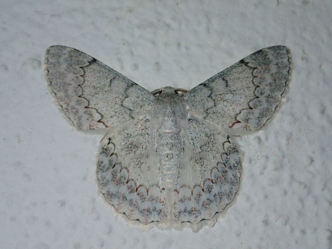 Geometrid Moth - Pingasa subpurpurea Saw several of this Geometrid Moth - Pingasa subpurpurea attracted by light to the Accommodation building at night.<br />
This one was resting on the white wall, fairly camouflaged. Geometrid Moth,Malaysia,Moth,Pingasa subpurpurea,Sabah
