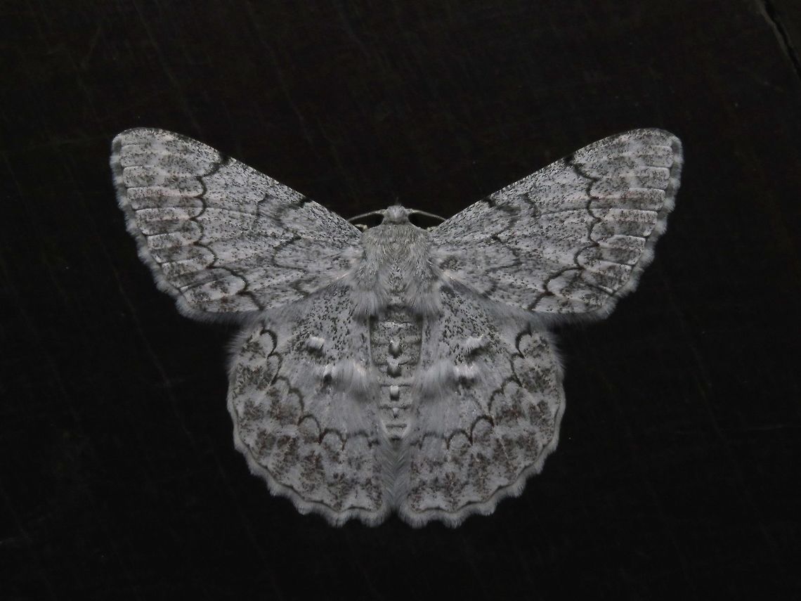 Geometrid Moth - Pingasa subpurpurea This is a different Geometrid Moth - Pingasa subpurpurea from previous observation, also attracted by light at night to the Accommodation building, resting on the dark wooden flooring, not so well camouflaged. Geometrid Moth,Malaysia,Moth,Pingasa subpurpurea,Sabah