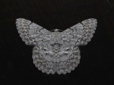 Geometrid Moth - Pingasa subpurpurea This is a different Geometrid Moth - Pingasa subpurpurea from previous observation, also attracted by light at night to the Accommodation building, resting on the dark wooden flooring, not so well camouflaged. Geometrid Moth,Malaysia,Moth,Pingasa subpurpurea,Sabah