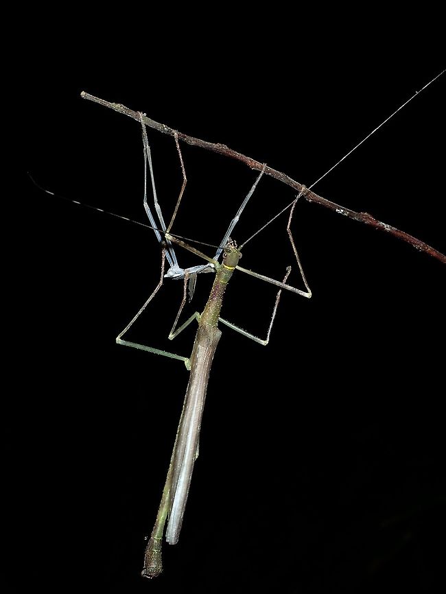 I'm NEW! Male Phasmid of the species Calvisia sammannani. This species was described in the year 2016 and at time of description, male of the species is not known yet. This could possibly be the first record of the male of the species.<br />
<br />
In this picture, he has justly newly moulted to adult and finished with the process as the wings are fully stretched. He is eating his old skin. Calvisia sammannani,Malaysia,Phasmatodea,Phasmid,Sabah,Sam Mannan's Calvisia,Stick Insect