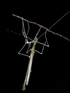I'm NEW! Male Phasmid of the species Calvisia sammannani.  This species was described in the year 2016 and at time of description, male of the species is not known yet.  This could possibly be the first record of the male of the species.

In this picture, he has justly newly moulted to adult and finished with the process as the wings are fully stretched.  He is eating his old skin. Calvisia sammannani,Malaysia,Phasmatodea,Phasmid,Sabah,Sam Mannan's Calvisia,Stick Insect