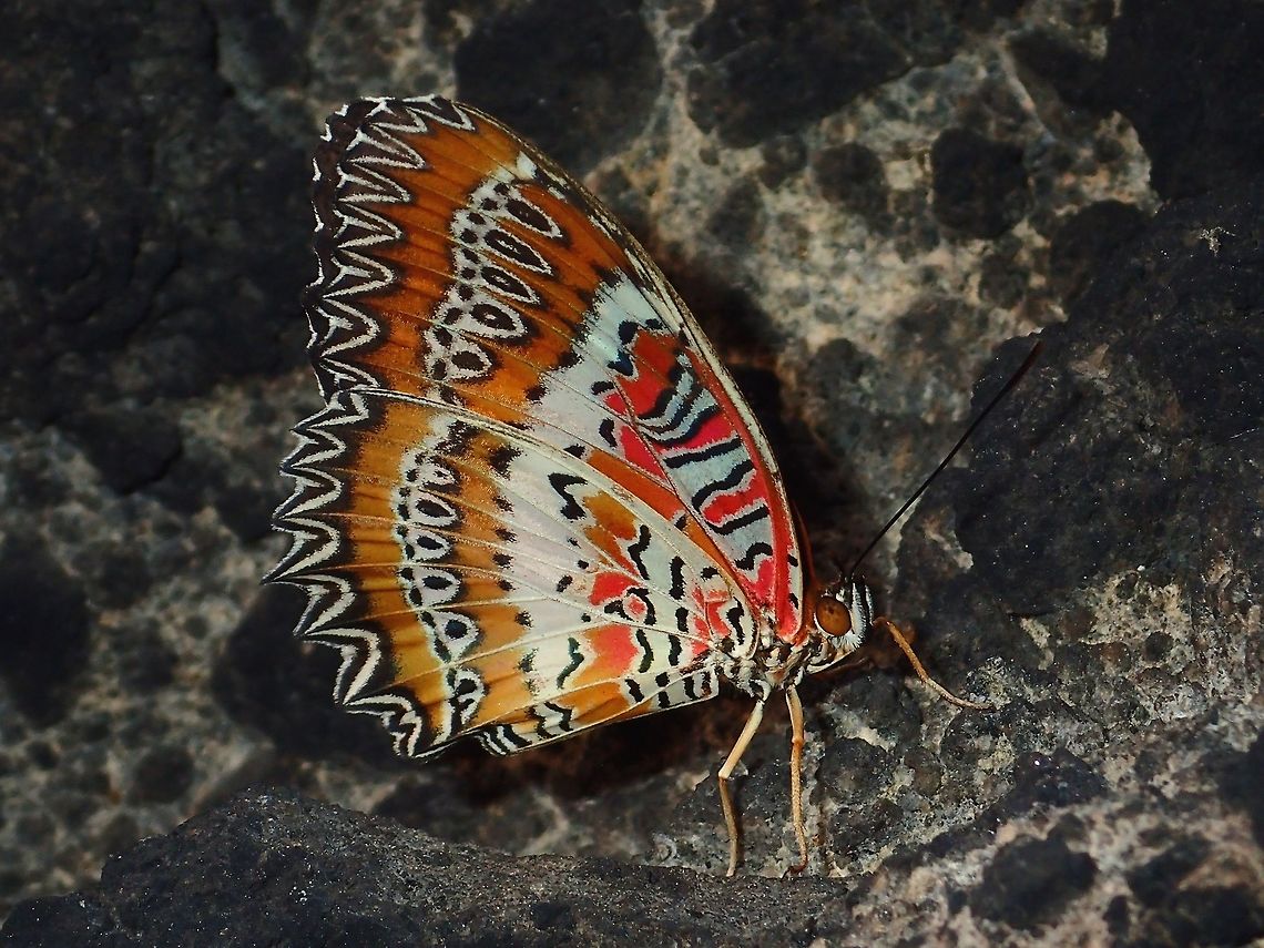 Red Lacewing Sub-species of Red Lacewing - Cethosia biblis insularis, found from Philippines. Batangas,Cethosia biblis,Cethosia biblis insularis,Philippines,Red Lacewing,Red Lacewing Butterfly