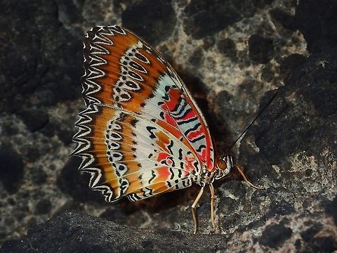 Red Lacewing Sub-species of Red Lacewing - Cethosia biblis insularis, found from Philippines. Batangas,Cethosia biblis,Cethosia biblis insularis,Philippines,Red Lacewing,Red Lacewing Butterfly