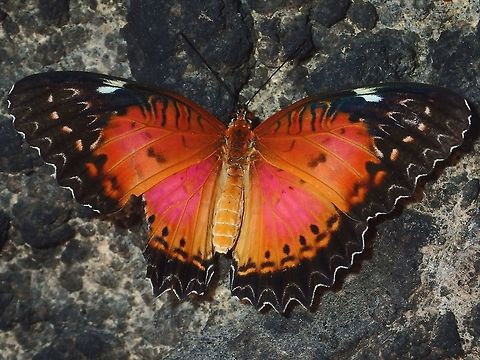 Red Lacewing Butterfly