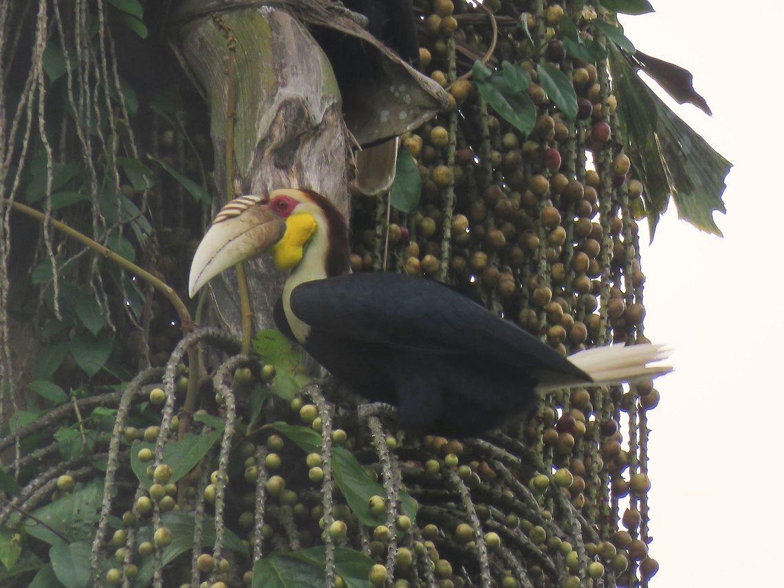 Wreathed Hornbill - Rhyticeros undulatus                                 Bird,Hornbill,Malaysia,Rhyticeros undulatus,Sabah,Wreathed Hornbill