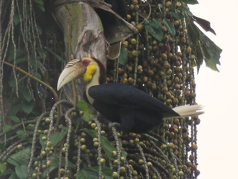 Wreathed Hornbill - Rhyticeros undulatus                                 Bird,Hornbill,Malaysia,Rhyticeros undulatus,Sabah,Wreathed Hornbill