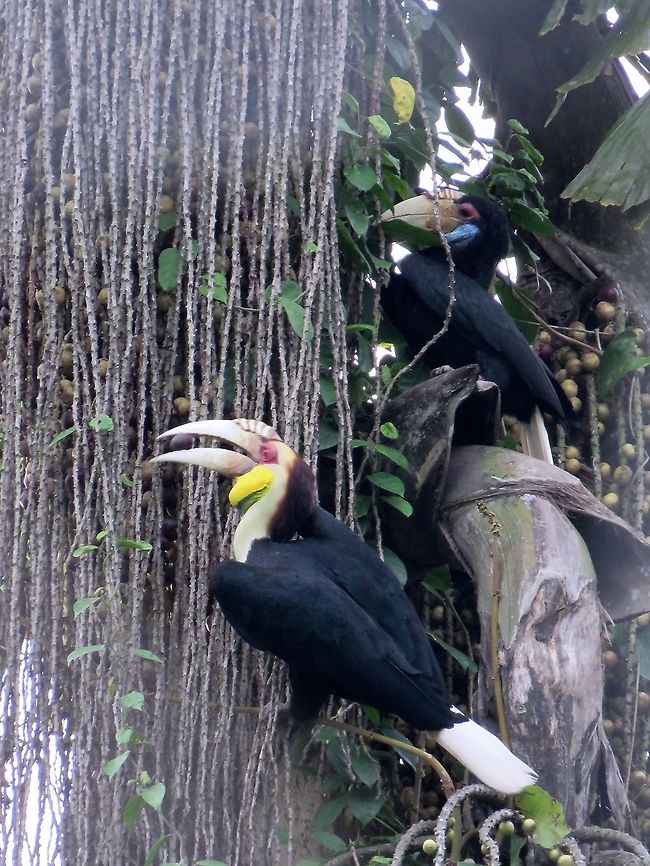 Hornbills feeding A pair of Wreathed Hornbills - Rhyticeros undulatus feeding on palm fruits.  Both male and females have some different in colouration on their cheeks - blue vs yellow. Bird,Horbill,Malaysia,Rhyticeros undulatus,Sabah,Wreathed Hornbill