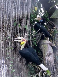 Hornbills feeding A pair of Wreathed Hornbills - Rhyticeros undulatus feeding on palm fruits.  Both male and females have some different in colouration on their cheeks - blue vs yellow. Bird,Horbill,Malaysia,Rhyticeros undulatus,Sabah,Wreathed Hornbill