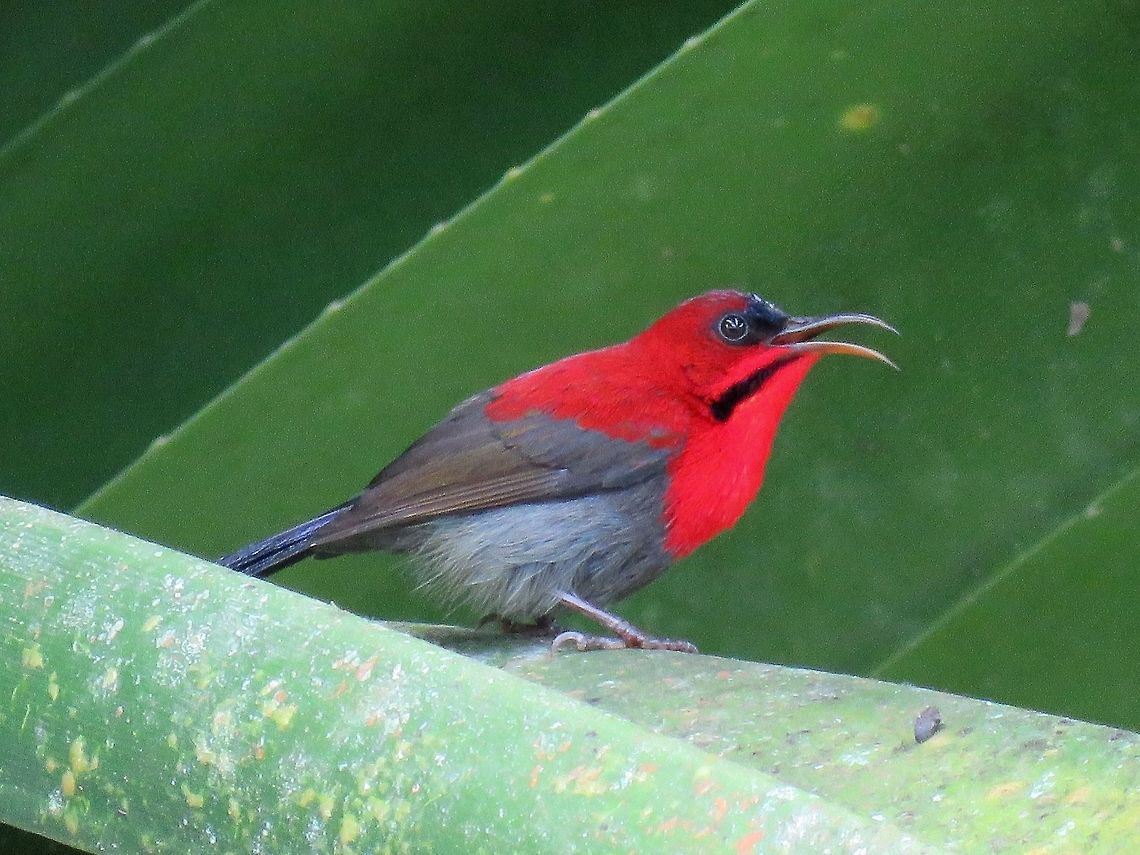 Crimson Sunbird - Aethopyga siparaja                                 Aethopyga siparaja,Bird,Crimson Sunbird,Malaysia,Sabah,Sunbird