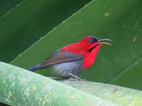 Crimson Sunbird - Aethopyga siparaja                                 Aethopyga siparaja,Bird,Crimson Sunbird,Malaysia,Sabah,Sunbird