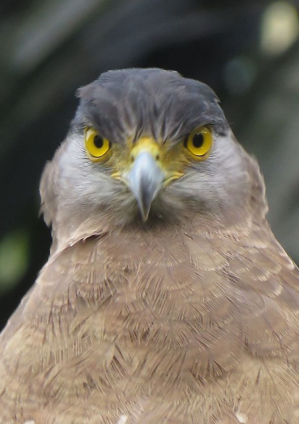 Staring at you! Saw this Crested Serpent Eagle at the end of my trip as I was being driven to the airport.  It was perched on a power line along the road with both sides planted with Oil Palm.  My friend told me it was probably on the look out for snakes. Bird,Crested Serpent Eagle,Eagle,Malaysia,Sabah,Serpent Eagle,Spilornis cheela