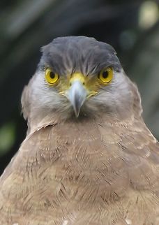 Staring at you! Saw this Crested Serpent Eagle at the end of my trip as I was being driven to the airport.  It was perched on a power line along the road with both sides planted with Oil Palm.  My friend told me it was probably on the look out for snakes. Bird,Crested Serpent Eagle,Eagle,Malaysia,Sabah,Serpent Eagle,Spilornis cheela