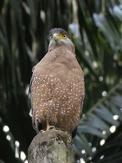 Crested Serpent Eagle - Spilornis cheela                                 Bird,Crested Serpent Eagle,Eagle,Malaysia,Sabah,Serpent Eagle,Spilornis cheela