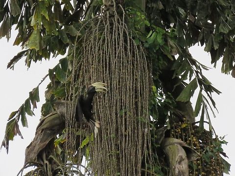 Black Hornbill - Anthracoceros malayanus This is a male Black Hornbill - Anthracoceros malayanus, feeding and collecting the Palm fruits to feed its partner, a female that was 'holed' up in a tree nearby.  Hornbills pairs for life and when the female has laid her eggs, she stays in a 'hole/crevice' in a tree trunk to incubate her eggs and this hole will be closed that she will not be able to get out.  It is her partner, the male that will find and bring foods back to her, until the eggs are hatched. Anthracoceros malayanus,Bird,Black Hornbill,Hornbill,Malaysia,Sabah