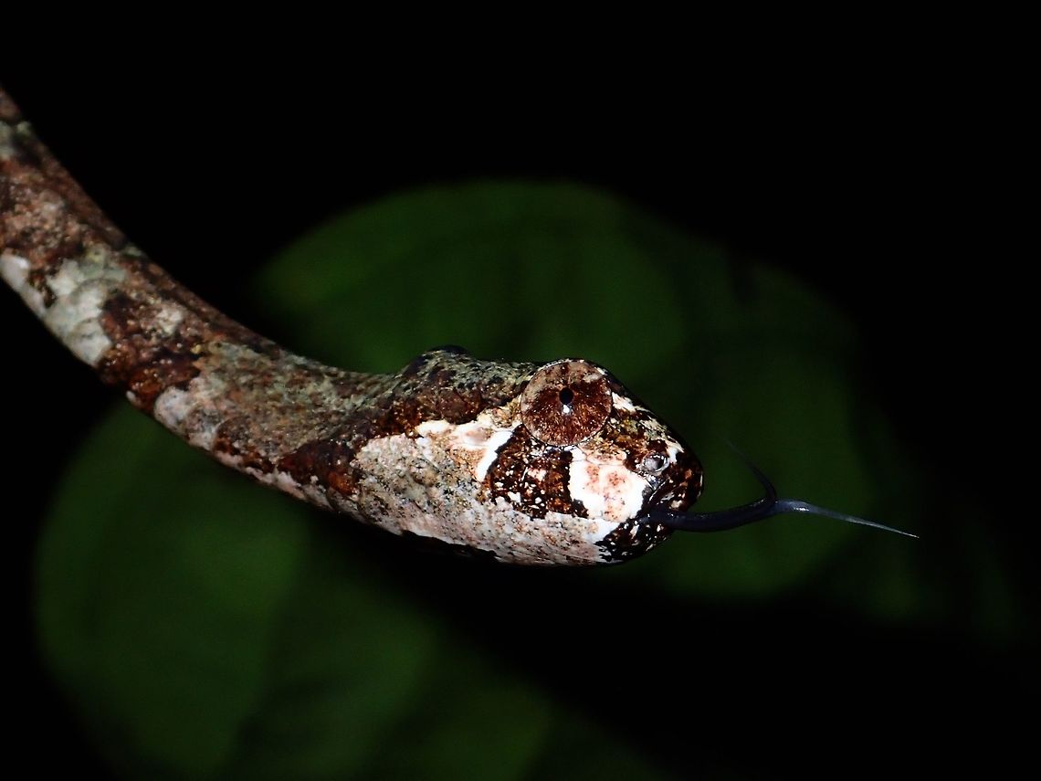 Blunt Head Slug Snake -  Aplopeltura boa  Aplopeltura,Aplopeltura boa,Blunt Head Slug Snake,Malaysia,Sabah,Snake