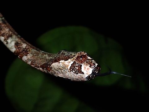 Blunt Head Slug Snake -  Aplopeltura boa  Aplopeltura,Aplopeltura boa,Blunt Head Slug Snake,Malaysia,Sabah,Snake