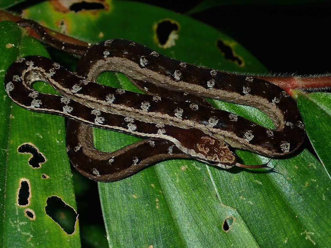 Painted Mock Viper - Psammodynastes pictus First time to see this variation of Painted Mock Viper - Psammodynastes pictus and I had previously thought there was only 1 species of Mock Viper.  This one was found just behind the accommodation building at night, and it was there on the same spot/leaf/branch from night fall till dawn for all the 6 nights I was there.<br />
<br />
This is another form/variation of the same species seen at the same location :<br />
<br />
<figure class="photo"><a href="https://www.jungledragon.com/image/68780/painted_mock_viper_-_psammodynastes_pictus.html" title="Painted Mock Viper - Psammodynastes pictus"><img src="https://s3.amazonaws.com/media.jungledragon.com/images/2994/68780_thumb.jpg?AWSAccessKeyId=05GMT0V3GWVNE7GGM1R2&Expires=1769040010&Signature=7e8MXPqbPto%2Bd3ud0GK5Mg6tcTw%3D" width="200" height="152" alt="Painted Mock Viper - Psammodynastes pictus This orange/brown variation of Painted Mock Viper - Psammodynastes pictus is the one that is more often seen at the Park.  This particular one was found on the same bush on the side of a pond that has a lot of frogs.  It was at the same spot at night for the whole duration of 6 nights I was there.  During day time, it probably went under the bushes to hide.  <br />
<br />
This is another form/variation of the same species seen at the same location :<br />
<br />
https://www.jungledragon.com/image/68779/painted_mock_viper_-_psammodynastes_pictus.html Malaysia,Mock Viper,Painted Mock Viper,Psammodynastes pictus,Sabah,Snake,Viper" /></a></figure> Malaysia,Mock Viper,Painted Mock Viper,Psammodynastes pictus,Sabah,Snake,Viper