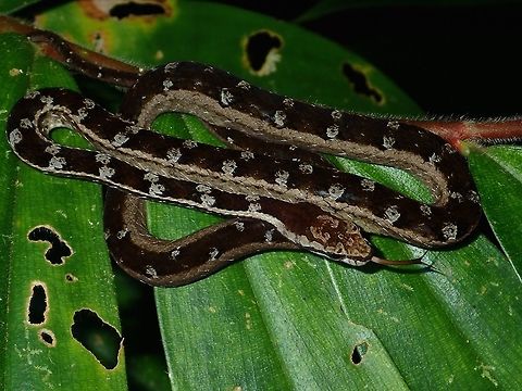 Painted Mock Viper - Psammodynastes pictus First time to see this variation of Painted Mock Viper - Psammodynastes pictus and I had previously thought there was only 1 species of Mock Viper.  This one was found just behind the accommodation building at night, and it was there on the same spot/leaf/branch from night fall till dawn for all the 6 nights I was there.

This is another form/variation of the same species seen at the same location :

https://www.jungledragon.com/image/68780/painted_mock_viper_-_psammodynastes_pictus.html Malaysia,Mock Viper,Painted Mock Viper,Psammodynastes pictus,Sabah,Snake,Viper