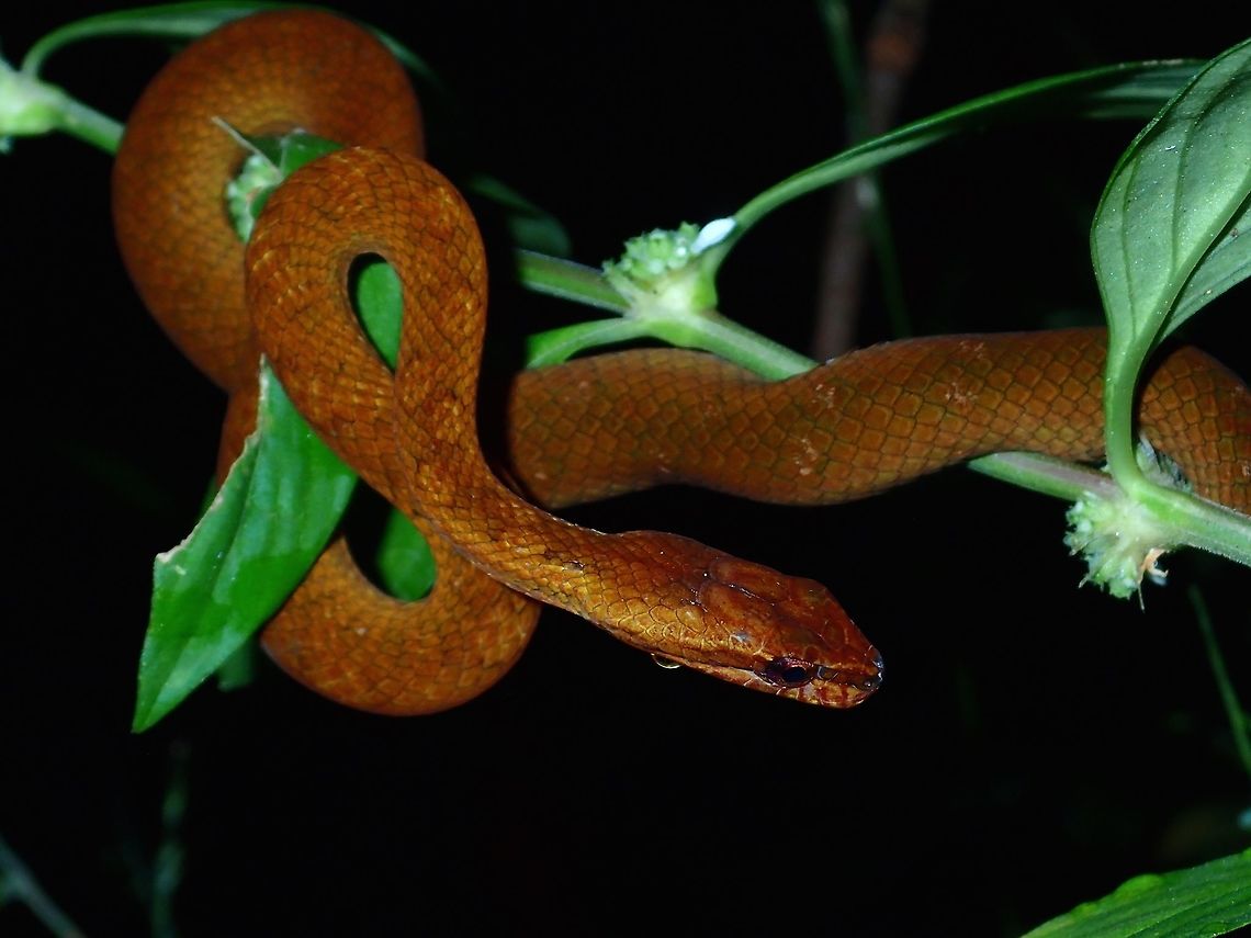 Painted Mock Viper - Psammodynastes pictus This orange/brown variation of Painted Mock Viper - Psammodynastes pictus is the one that is more often seen at the Park.  This particular one was found on the same bush on the side of a pond that has a lot of frogs.  It was at the same spot at night for the whole duration of 6 nights I was there.  During day time, it probably went under the bushes to hide.  <br />
<br />
This is another form/variation of the same species seen at the same location :<br />
<br />
<figure class="photo"><a href="https://www.jungledragon.com/image/68779/painted_mock_viper_-_psammodynastes_pictus.html" title="Painted Mock Viper - Psammodynastes pictus"><img src="https://s3.amazonaws.com/media.jungledragon.com/images/2994/68779_thumb.jpg?AWSAccessKeyId=05GMT0V3GWVNE7GGM1R2&Expires=1769040010&Signature=cLwBT1%2FDd9LRdhH9OUingL2UXZs%3D" width="200" height="150" alt="Painted Mock Viper - Psammodynastes pictus First time to see this variation of Painted Mock Viper - Psammodynastes pictus and I had previously thought there was only 1 species of Mock Viper.  This one was found just behind the accommodation building at night, and it was there on the same spot/leaf/branch from night fall till dawn for all the 6 nights I was there.<br />
<br />
This is another form/variation of the same species seen at the same location :<br />
<br />
https://www.jungledragon.com/image/68780/painted_mock_viper_-_psammodynastes_pictus.html Malaysia,Mock Viper,Painted Mock Viper,Psammodynastes pictus,Sabah,Snake,Viper" /></a></figure> Malaysia,Mock Viper,Painted Mock Viper,Psammodynastes pictus,Sabah,Snake,Viper