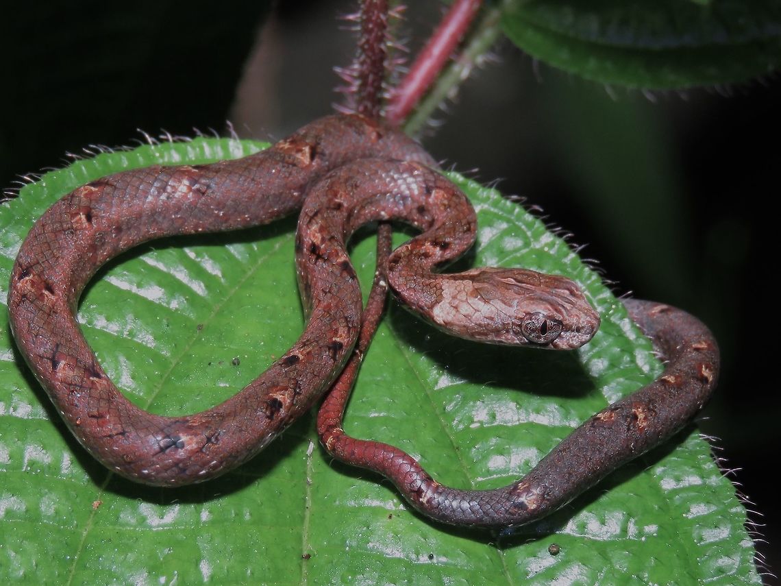 Common Mock Viper - Psammodynastes pulverulentus This is a juvenile Common Mock Viper, just around 30 cm in length, found just behind the accommodation building, at night. Common Mock Viper,Malaysia,Mock Viper,Psammodynastes pulverulentus,Sabah,Snake,Viper
