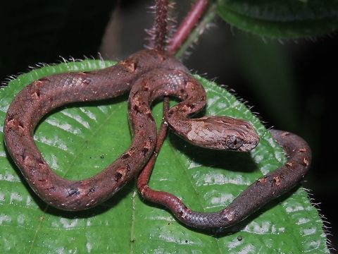 Common Mock Viper - Psammodynastes pulverulentus This is a juvenile Common Mock Viper, just around 30 cm in length, found just behind the accommodation building, at night. Common Mock Viper,Malaysia,Mock Viper,Psammodynastes pulverulentus,Sabah,Snake,Viper