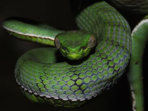 Staring at You! This is a juvenile Sumara Pit Viper - Trimeresurus sumatranus of less than 0.5 meters in length. Saw it on the first night walk of the trip, it has newly eaten something as the stomach was quite bloated. It stays on the same tree for the next 6 days, which I was able to see it everyday both day time and night time. Malaysia,Pit Viper,Sabah,Snake,Sumatran Pit Viper,Trimeresurus sumatranus,Viper