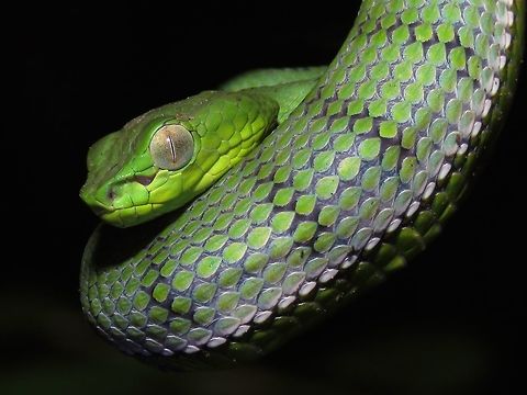 Resting on Tummy In this picture, can see that the stomach is a bit bloated, it probably has just eaten something. Malaysia,Pit Viper,Sabah,Snake,Sumatran Pit Viper,Trimeresurus sumatranus,Viper