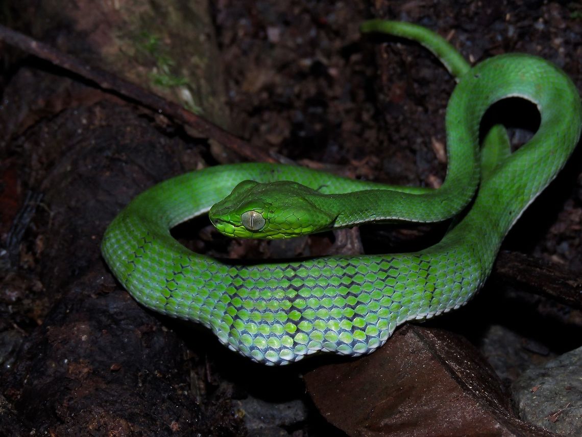 I have just Eaten! Saw this juvenile Sumatra Pit Viper - Trimeresurus sumatranus on the first night of my trip and was happy to see that it has just eaten something.  Not sure what it could have eaten as the shape of the tummy is kind of weird, maybe 2 bird&#039;s eggs?  <br />
<br />
I visited this particular Viper every day both day time and night time for the next 5 days and also took the opportunity to show it to other guests who were interested to see some Snakes at the Park.  During the several visits, I can see the tummy reducing its size as it slowly digested its meal.        Malaysia,Pit Viper,Sabah,Snake,Sumatran Pit Viper,Trimeresurus sumatranus,Viper