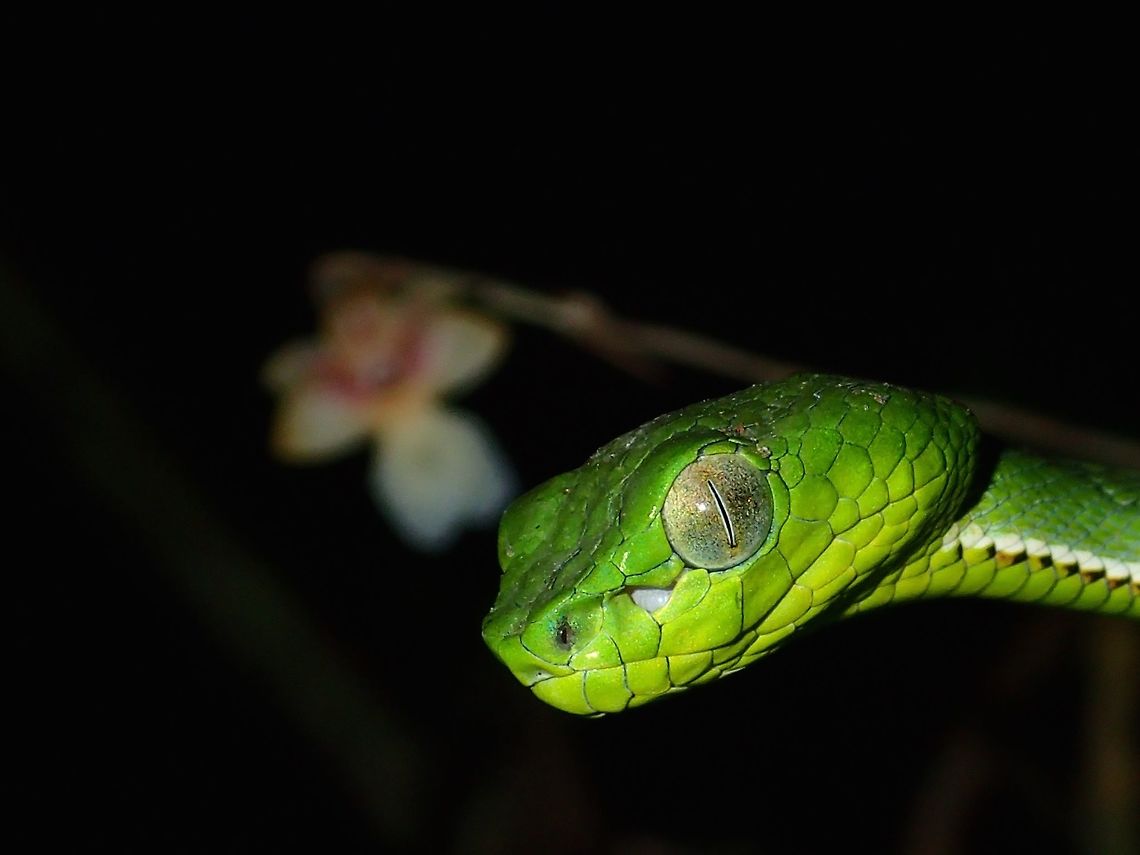 Beauty and the Viper On the same tree that this Pit Viper was resting, there was an Orchid plant that has fallen from the tree above, it has managed to &#039;grow&#039; on the small tree and there was a single flower left on its flower stalk. I didn&#039;t even noticed the tiny Orchid on the first day I found this Snake as I was more focused on it but when I showed the Snake to JD member ChunXingWong 2 days later, he noticed the tiny Orchid while we were taking turns to take the pic. We had lots of fun taking pics of both the Snake and Orchid. Malaysia,Pit Viper,Sabah,Snake,Sumatran Pit Viper,Trimeresurus sumatranus,Viper
