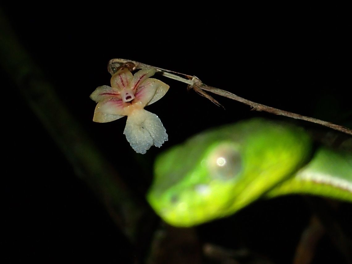 Orchid - Deadly Beauty This tiny Orchid of less than 1 cm in size and I was able to get it in position to play with the depth of field for this picture and at the same time, still being cautious getting within inches of a highly venomous viper!<br />
<br />
Looks close to Dendrobium babiense - The Pig Dendrobium,  possible ID by travellerdan<br />
<br />
Update : ID-ed by ChunXingWong to Dendrobium sabahense Dendrobium,Dendrobium sabahense,Dendrobium sp,Flower,Malaysia,Orchid,Plant,Sabah