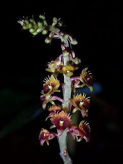 Mycoheterotrophic Orchid This mycoheterotrophic orchid has no chlorophyll, so it makes no energy for itself. Each flower is less than 5 mm in size.

Here is a pic showing the whole plant :

https://www.jungledragon.com/image/68839/orchid.html Malaysia,Orchid,Plant,Sabah