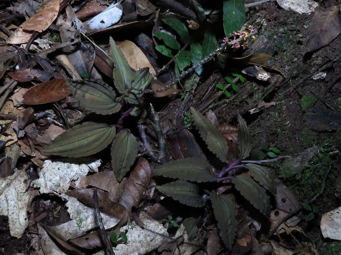 Orchid This mycoheterotrophic orchid has no chlorophyll, so it makes no energy for itself. Each flower is less than 5 mm in size.  The leafs of this Orchid has reddish tone to it.  There are 2 plants of them, one with flowers and the other without.<br />
<br />
Here is a close-up of the flowers :<br />
<br />
<figure class="photo"><a href="https://www.jungledragon.com/image/68838/mycoheterotrophic_orchid.html" title="Mycoheterotrophic Orchid"><img src="https://s3.amazonaws.com/media.jungledragon.com/images/2994/68838_thumb.jpg?AWSAccessKeyId=05GMT0V3GWVNE7GGM1R2&Expires=1769040010&Signature=vVoYWSTXwAeAOOeQySXe8AgU78o%3D" width="114" height="152" alt="Mycoheterotrophic Orchid This mycoheterotrophic orchid has no chlorophyll, so it makes no energy for itself. Each flower is less than 5 mm in size.<br />
<br />
Here is a pic showing the whole plant :<br />
<br />
https://www.jungledragon.com/image/68839/orchid.html Malaysia,Orchid,Plant,Sabah" /></a></figure> Malaysia,Orchid,Plant,Sabah