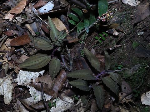Orchid This mycoheterotrophic orchid has no chlorophyll, so it makes no energy for itself. Each flower is less than 5 mm in size.  The leafs of this Orchid has reddish tone to it.  There are 2 plants of them, one with flowers and the other without.

Here is a close-up of the flowers :

https://www.jungledragon.com/image/68838/mycoheterotrophic_orchid.html Malaysia,Orchid,Plant,Sabah
