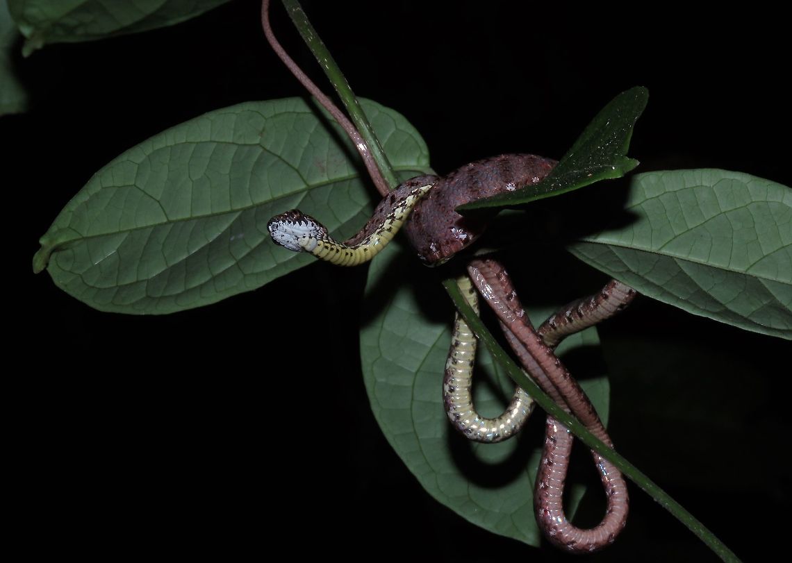 Jasper Cat Snake - Boiga jaspidea Saw this Jasper Cat Snake - Boiga jaspidea during a night walk on a overhanging branch around 3 meters height. Boiga jaspidea,Cat Snake,Jasper Cat Snake,Malaysia,Sabah,Snake
