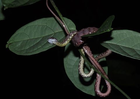 Jasper Cat Snake - Boiga jaspidea Saw this Jasper Cat Snake - Boiga jaspidea during a night walk on a overhanging branch around 3 meters height. Boiga jaspidea,Cat Snake,Jasper Cat Snake,Malaysia,Sabah,Snake