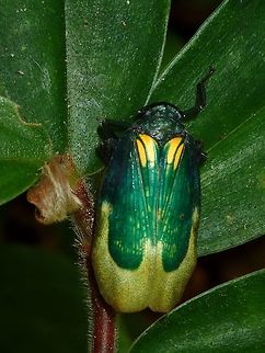 Planthopper - Chalia pulchra  Chalia pulchra,Hopper,Malaysia,Planthopper,Sabah