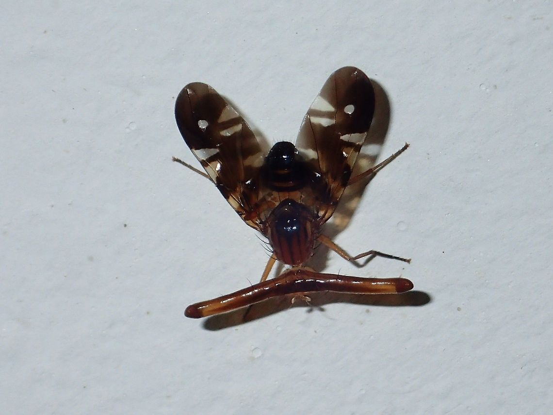 Hammerhead Fly - Themara hirtipes First time to see this kind of fly i.e. with the sideway extension on its head, giving it the look of 'Hammerhead'.<br />
This one was attracted by light at night to the Park's building. Borneo,Fly,Hammerhead Fly,Malaysia,Sabah,Themara hirtipes