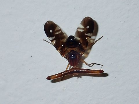 Hammerhead Fly - Themara hirtipes First time to see this kind of fly i.e. with the sideway extension on its head, giving it the look of 'Hammerhead'.
This one was attracted by light at night to the Park's building. Borneo,Fly,Hammerhead Fly,Malaysia,Sabah,Themara hirtipes