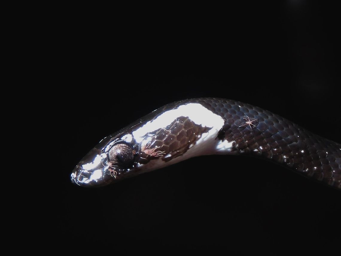 I have bugs on my eyes! Saw this Snake during a night walk, not familiar with the ID of this Snake.<br />
It has tiny parasites around its eyes and some of them were also crawling on the body. Borneo,Malaysia,Sabah,Snake