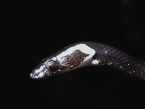 I have bugs on my eyes! Saw this Snake during a night walk, not familiar with the ID of this Snake.
It has tiny parasites around its eyes and some of them were also crawling on the body. Borneo,Malaysia,Sabah,Snake