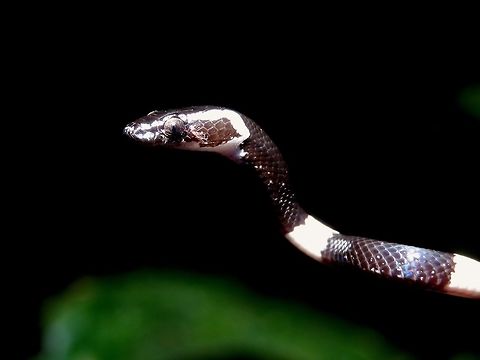 Brown Wolf Snake - Lycodon effraenis Not familiar with the ID of this Snake, a bit less than 1 meter length with black/white bars all along the body.

Update : This is a juvenile Brown Wolf Snake - Lycodon effraenis, blackish in colour with white stripes.  The adults of the species are mostly brown without stripes. Borneo,Brown Wolf Snake,Lycodon effraenis,Malaysia,Sabah,Snake