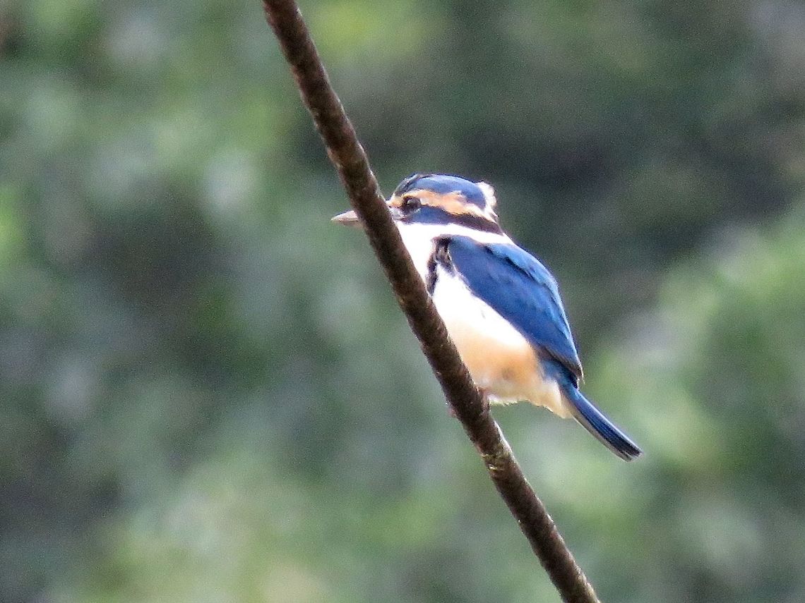 Pacific Kingfisher - Todiramphus sacer                                 Bird,Fiji,Kingfisher,Pacific Kingfisher,Todiramphus sacer
