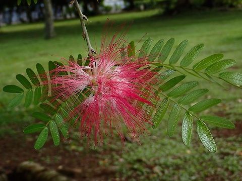 Raintree Flowers of Raintree, they are introduced plants from Neotropics. Albizia saman,Fiji,Flower,Plant,Raintree,Tree