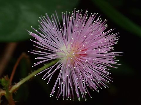 Flowers of Mimosa pudica This plant is native to South and Central America but is widely introduced to other parts of the world. Fiji,Flower,Mimosa pudica,mimosa pudica