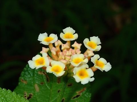 Flowers - Lantana camara Lanta camara is a flowering plant that is native to American tropics but widely introduced to other tropical countries. Fiji,Flower,Lantana camara,Plant,Spanish Flag
