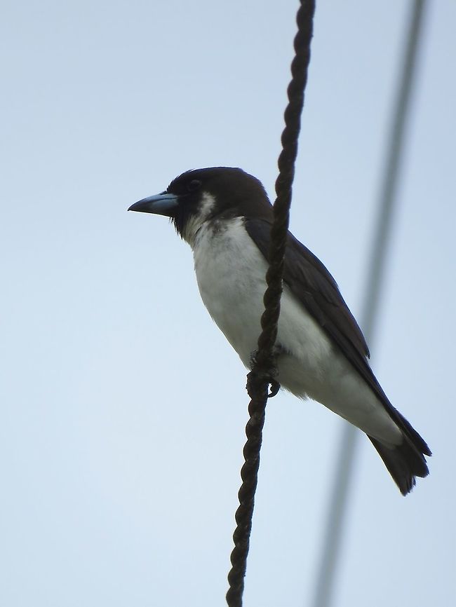Fiji Woodswallow - Artamus mentalis                                 Artamus mentalis,Bird,Fiji,Fiji Woodswallow,Swallow,Woodswallow