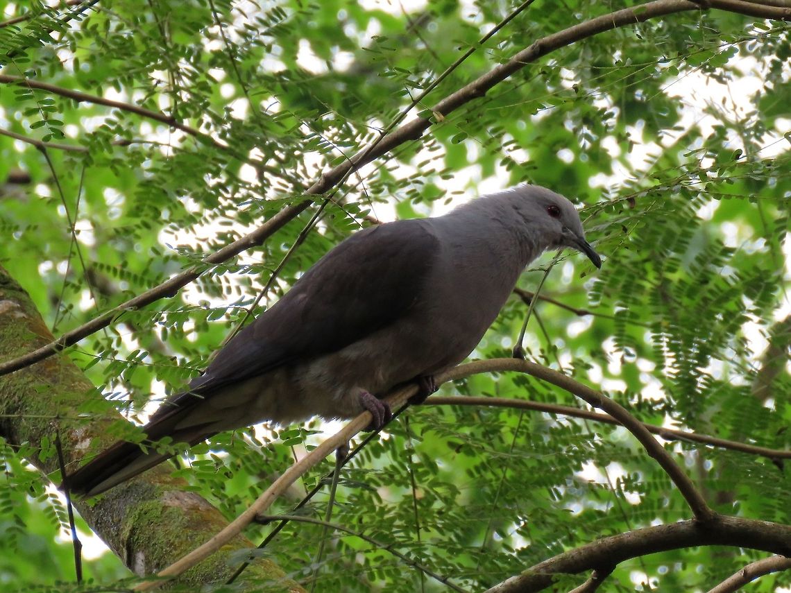 Barking Imperial Pigeon Thus Barking Imperial Pigeon - Ducula latrans is a bird endemic to Fiji. Barking Imperial Pigeon,Bird,Ducula latrans,Fiji,Pigeon