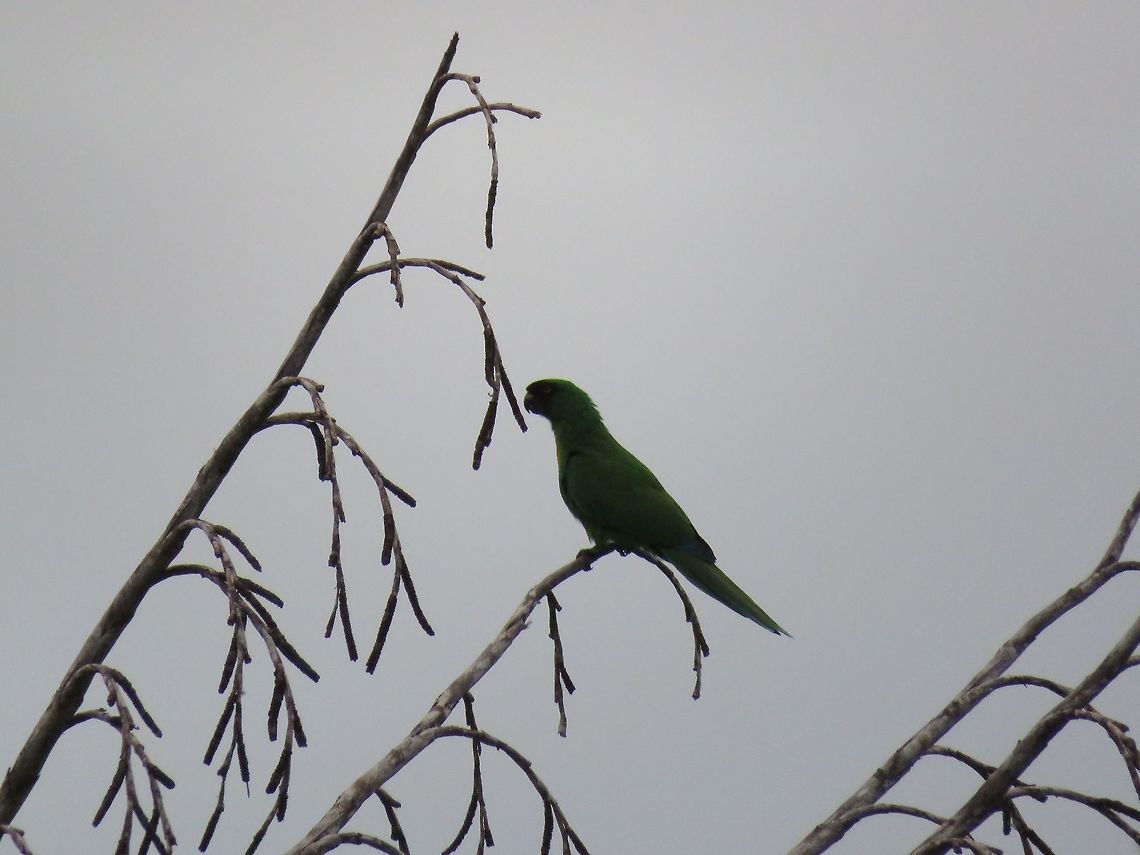 Masked Shining Parrot - Prosopeia personata Didn&#039;t have much luck getting close to them, saw them often and flying around the Resort I was staying but always far away :(<br />
<br />
They are endemic to Fiji.     Bird,Fiji,Masked Shining Parrot,Parrot,Prosopeia personata