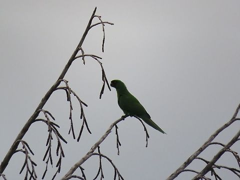Masked shining parrot
