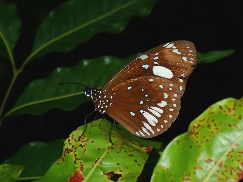 Eastern Brown Crow - Euploea tulliolus forsteri Sub-species of Eastern Brown Crow - Euploea tulliolus forsteri, recorded from the islands of Fiji. Dwarf crow,Eastern Brown Crow,Euploea tulliolus,Euploea tulliolus forsteri,Fiji
